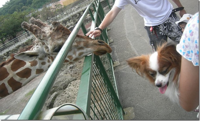 伊豆のペットと一緒に入れる動物園 アニマルキングダム には珍しい動物がいっぱい パピヨンパパの愛犬と幸せに暮らすコツ