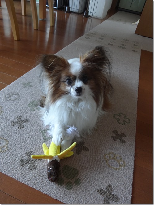 犬にフロントラインで副作用って本当 パピヨンパパの愛犬と幸せに暮らすコツ