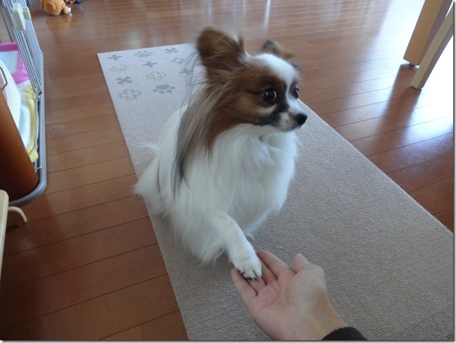 愛犬への芸の教え方のコツ お座り お手 おかわり そして あご パピヨンパパの愛犬と幸せに暮らすコツ