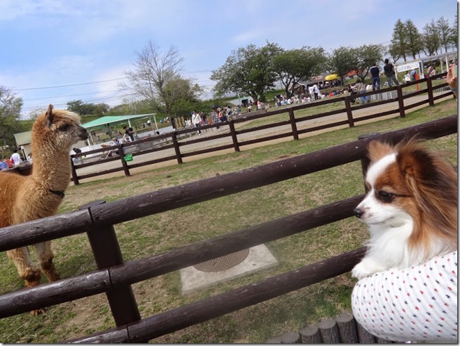 ペット(犬)と遊べる千葉県のマザー牧場で愛犬と動物に触れあおう！ パピヨンパパの愛犬と幸せに暮らすコツ
